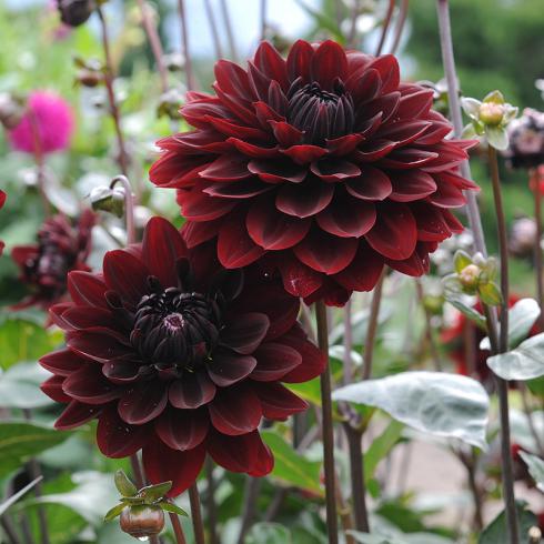 Foto: fluwel.de. - Die Seerosendahlie 'Karma Choc' bildet fast schwarze Blüten mit einem Hauch von Weinrot. 