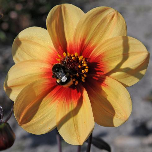 Foto: fluwel.de. - Über die 'Sunshine' und ihre Pollen und den schmackhaften Nektar freuen sich auch fleissige Insekten, wie Hummeln. 