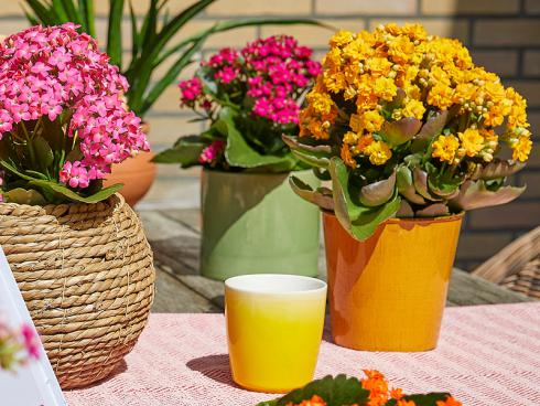 Foto: GPP. - Für ein pures Sommergefühl sorgt ein bunter Mix: Dafür werden die Kalanchoë in farbenfrohe Blumentöpfe gesetzt und nach Lust und Laune auf dem Terrassentisch arrangiert.