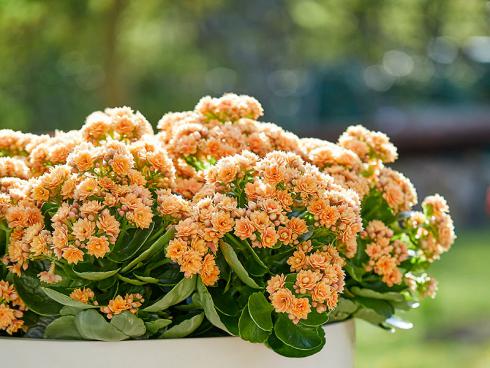 Foto: GPP. - Die Kalanchoë entwickelt eine Vielzahl an kleinen, zierlichen Blüten, die mindestens zehn Wochen lang erfreuen.