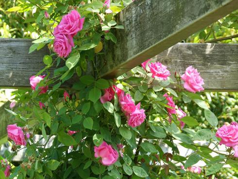 Foto: BGL. - Besonders eindrucksvoll ist es, wenn Rosen in die Lüfte streben und eine Pergola oder eine Laube umranken. In solchen blühenden Sitzecken lässt sich der Sommer herrlich genieﬂen.