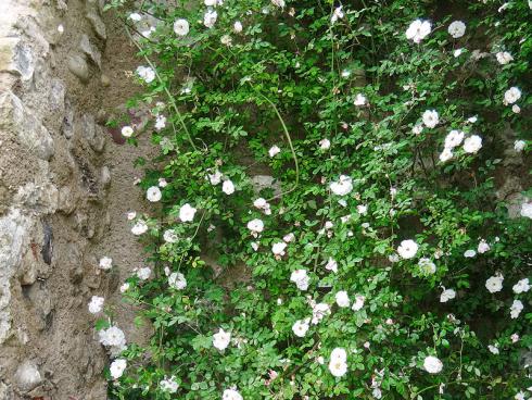 Foto: BGL. - Eine beliebte Variante mit dem Charme von englischen Cottagegärten sind die Rambler-Rosen. Sie erklimmen bis zu zehn Meter hohe Bauwerke oder Gestelle und das aus eigener Kraft.