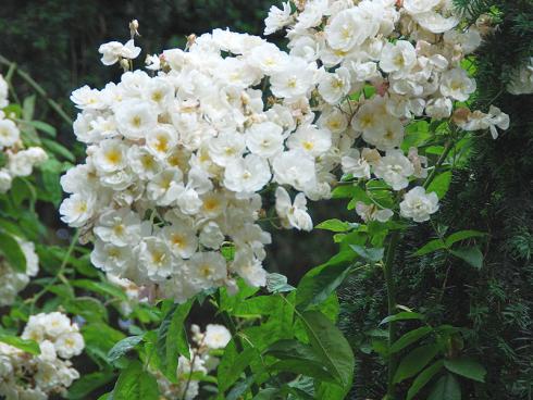 Foto: BGL. -  Wirklich eindrucksvoll ist es, wenn man Rambler-Rosen neben einen Obstbaum pflanzt. Mit der Zeit beranken sie dessen Krone beinahe vollständig und schenken dem Baum nach seiner eigenen Blüte eine zweite im Sommer.