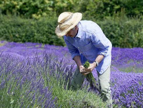 Foto Helix: Für einen kompakten, formschönen Wuchs sollte Lavendel ein- bis zweimal im Jahr fachgerecht zurückgeschnitten werden.