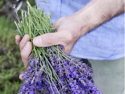 Foto Helix: Bevor der Lavendel im Sommer geschnitten wird, können natürlich auch dessen Blüten geerntet werden. 