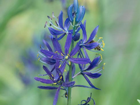 Bild fluwel.de: Die Camassia, auch Prärielilie genannt, ist eine Zwiebelpflanze aus Nord-Amerika. Sie zählt zu den Hyazinthengewächsen und entwickelt zarte Dolden aus zierlichen sternenförmigen Blüten auf 50 bis 80 Zentimeter hohem Stiel.