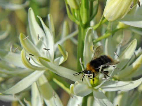 Bild fluwel.de: Die Camassia von Fluwel tragen das Zeichen 'Perfect for Pollinators' der Royal Horticultural Society (RHS), denn sie haben Bienen, Hummeln und Schmetterlingen viel zu bieten.