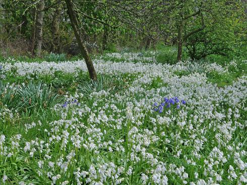 Bild fluwel.de: &quot;Die Hyacinthoides ist eine wirklich dankbare Pflanze&quot;, so Carlos van der Veek. &quot;Steht sie in einem naturbelassenen Garten, sät sie sich fröhlich aus.&quot;