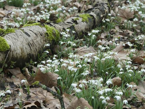 Bild fluwel.de: Es ist nicht ganz einfach, Schneeglöckchen als Zwiebeln erfolgreich im eigenen Garten zu kultivieren. Aber sobald sie einmal Fuﬂ gefasst haben, bleiben sie über Jahre.