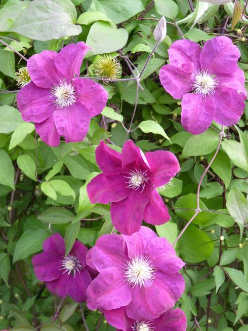 Foto BGL: Die Waldrebe (Clematis) beeindruckt mit ihren farbintensiven Blüten und eignet sich wunderbar als Partnerin für die Kletterrose.