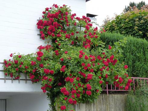 Foto BGL: Für romantisches Flair im Garten sind Kletterrosen wie geschaffen. Anders als Selbstklimmer entwickeln Kletterrosen jedoch keine Haftorgane. Daher benötigen sie eine Rankhilfe, an die sie festgebunden werden.