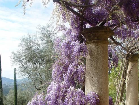 Foto BGL: Der Blauregen (Wisteria) zeigt zwischen April und Juni imposante Blütentrauben. Da er mit der Zeit ein beeindruckendes Gewicht erreicht, benötigt er eine stabile Rankhilfe, die fest im Boden verankert ist.