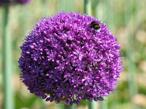 Foto: fluwel.de. - Mit seinen grossen, runden Blütenkugeln zieht Allium von Mai bis in den Juni alle Blicke auf sich. Auch zahlreiche Insekten, wie Hummeln und Bienen, 'fliegen' auf die Zwiebelpflanze. 