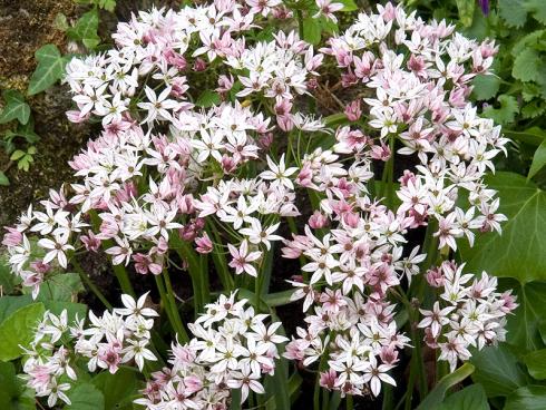 Foto: fluwel.de. - Neben den grossen Allium gibt es auch kleinere Sorten, wie die weiss-rosa blühende 'Cameleon'.