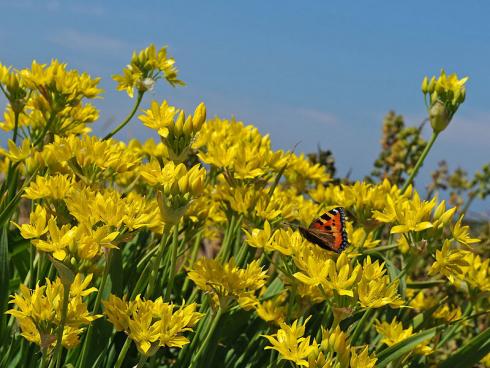 Foto: fluwel.de. - Die leuchtend gelbe Allium 'Jeannine' verbreitet sonnige Stimmung im Frühlingsbeet.