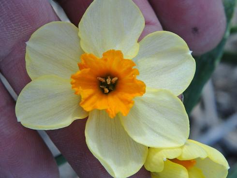 Foto: fluwel.de. - Die Narzisse 'Chappie' beeindruckt mit einer zweifarbigen Blüte in Cremeweiss und Orange.