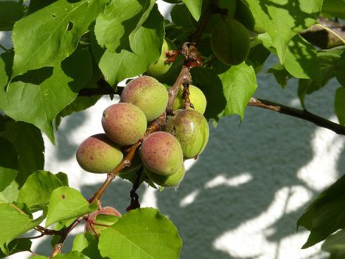 Foto: BGL. - Bietet der Garten eine Mauer, die nach Süden zeigt, können dort sogar wärmeliebende Obstgehölze gepflanzt werden, wie Aprikosen.