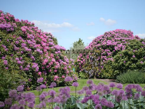 Foto: Appeltern. - Einige Gärten bereichern den Park bereits seit den Anfängen und trumpfen mit eindrucksvollen Gehölzen auf. Hier lassen die imposanten Rhododendren Staunen. 