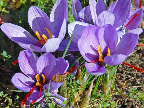 Bild fluwel.de: Der Crocus sativus blüht von Mitte Oktober bis Ende November in einem zarten Violett. Seine roten Narben sind das wertvolle, würzige Safran.