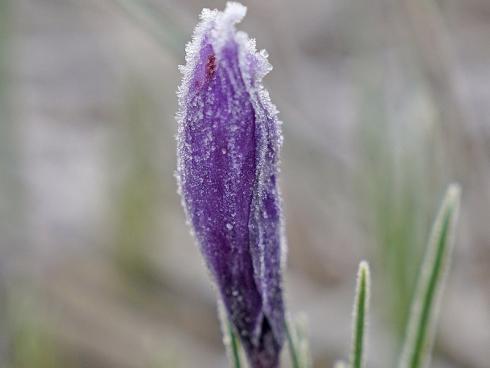 Bild fluwel.de: Mit den klimatischen Bedingungen in Mitteleuropa kommt der Safran-Krokus gut zurecht. Selbst strenge Frostperioden oder Schnee sind für ihn kein Problem. Steigen die Temperaturen wieder über Null, wächst und blüht er anschliessend fröhlich weiter.