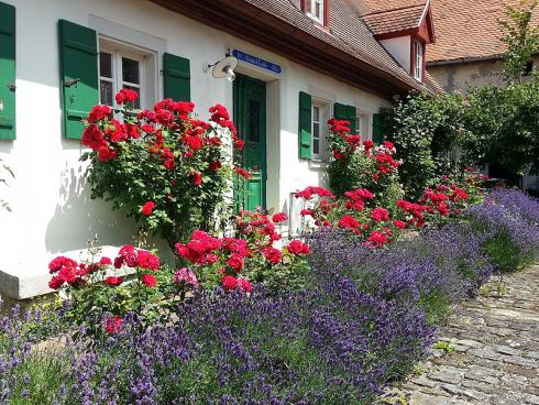 Bild BGL: Lavendel und Rosen haben sich als Pflanzpartner gut bewährt. Neben ihrer Farbe und Blütezeit passen auch ihre ätherischen Öle wunderbar zusammen.