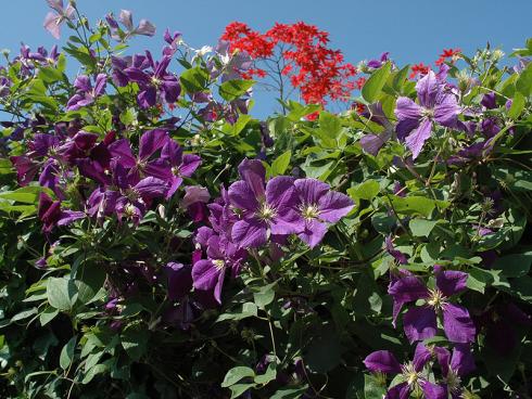 Foto: HELIX. - Die Kombination vom Immergrünem Efeu (Hedera Helix) mit der Waldrebe (Clematis) bringt farbenfrohe Blütenpracht in den Garten.