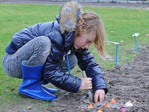 Foto: fluwel.de. - Dass aus den braunen Bollen im Frühling blühende Pflanzen wachsen, die Bienen wichtige Nahrung bieten, ist für Kinder ein kleines, spannendes Naturwunder.