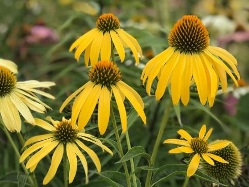 Foto: GPP/GdS/Kullmann. - Der Sonnenhut (Echinacea) ist eine sehr beliebte Gartenstaude, die - wie der Name schon vermuten lässt - sonnige Standorte bevorzugt. 