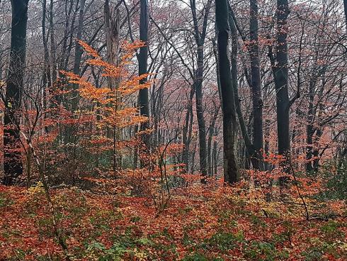 Foto: WaldResort Hainich. - Vor allem im Wald ist nicht zu übersehen, dass der Herbst begonnen hat: Die Blätter verfärben sich, der Wald wird lichter, bei jedem Schritt raschelt das Laub _. 