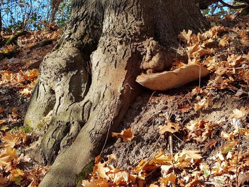 Foto: WaldResort Hainich. - In keiner anderen Jahreszeit ist der Wald in so schönes Licht getaucht wie im Herbst.