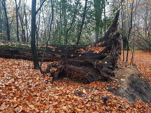 Foto: WaldResort Hainich. - Untersuchungen zeigen, dass die Waldluft und die gesamte Waldatmosphäre gesundheitsfördernd sind, Stress reduziern und das Immunsystem des Menschen positiv beeinflussen.