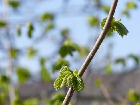 Foto BGL: Nicht nur mit ihren Früchten kann die Hasel punkten, auch während der anderen Jahreszeiten macht sie viel her, zum Beispiel im Frühling, wenn sie frisch austreibt.