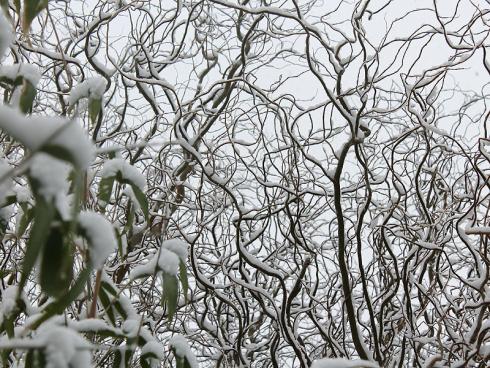 Foto BGL: Bei der Korkenzieher-Hasel sind die Äste ein wahrer Hingucker: Bizarr drehen sie sich zum Himmel. Gerade an schneereichen Tagen im Winter bietet diese Hasel ein eindrucksvolles Bild.