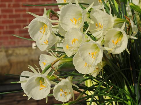 Foto: fluwel.de. - Narzissen sind nicht immer sonnig gelb und haben die typische Trompetenform - die Blüte der 'Mary Poppins' beispielsweise erinnert an einen Reifrock und ist pastellgelb.