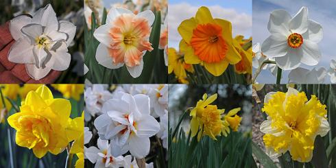 Foto: fluwel.de. - Die ganze Vielfalt der Narzissenwelt! Oben: 'Frostbite', 'Mallee', 'Pride of Lions', 'Actaea'. Unten: 'Heamoor', 'Viktoria von dem Bussche', 'Von Sion', 'Banana Splash'