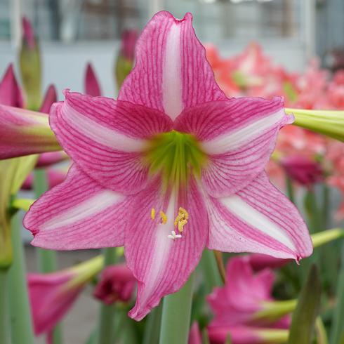 Foto: fluwel.de. -  Die Amaryllis 'Estella' bringt in ihrer leicht trompetenförmigen Blüte ein fröhliches Pink mit reinem Weiss zusammen.
