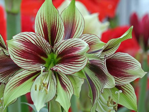 Foto: fluwel.de. - Die Amaryllis papilio kombiniert Grün mit Weinrot. Zugleich ist ihre Blütenform eindrucksvoll: Die Blätter sind oval und spitz, zudem drehen sie sich leicht nach aussen.