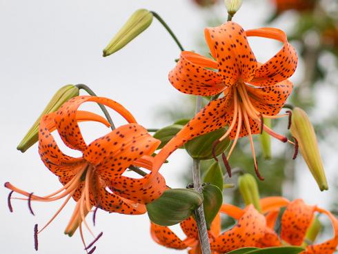 Foto: fluwel.de. - Mit kleinen, aber einer Vielzahl von Blüten schmücken sich die sogenannten Türkenbundlilien. Bei ihnen sind die Blütenblätter stark nach hinten gebogen. Zu dieser Gruppe zählt zum Beispiel die orangefarbene Lilium lancifolium.