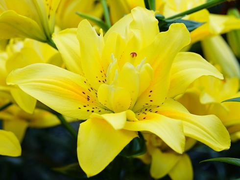 Foto: fluwel.de. - Die leuchtend gelbe 'Fata Morgana' bringt mit ihrer gefüllten, offenen und lockeren Blüte Romantik in den Garten.