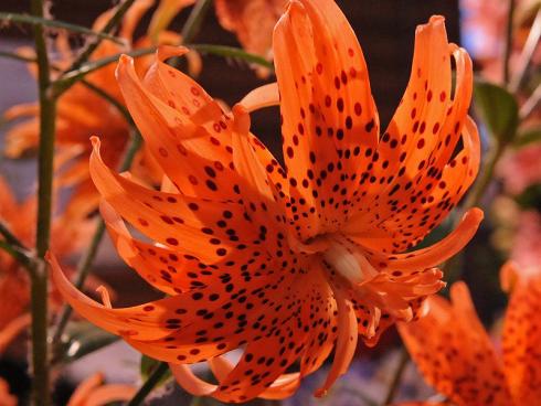 Foto: fluwel.de. -  Extravagant und mit wildem Charme zeigt sich die orangefarbene und braungepunktete Lilium lancifolium 'Flore Pleno'.