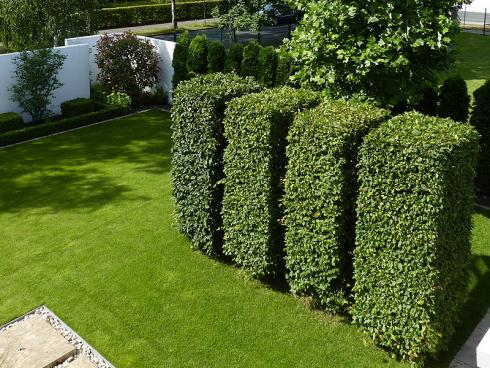 Bild BGL: Buchen sind gut schnittverträglich und können sowohl als durchgängige Hecke, als auch - wie hier auf dem Bild - als Solitäre in Reih und Glied angeordnet werden.