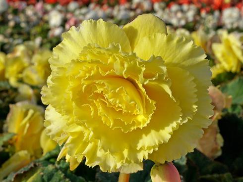 Foto fluwel.de: Die Blüten der neuen Ameri-Hybrid-Begonien sind farbintensiver und grösser als man es von Begonien kennt. 