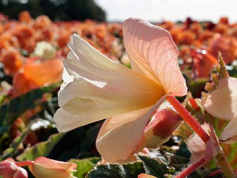 Foto fluwel.de: Diese Daffodil Begonien des neuen Ameri-Hybrid-Sortiments sind wirklich eine Besonderheit in der Welt der Begonien: Sie erinnern mit ihrer Blüte an Narzissen.