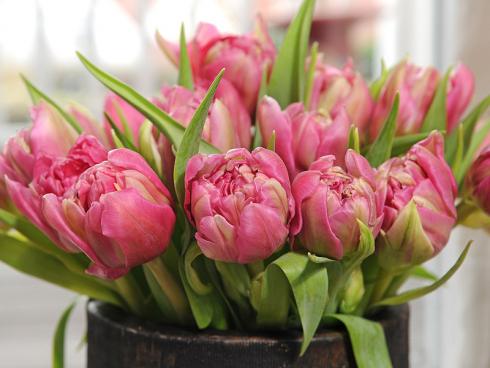 Bild TulpenZeit/ibulb: Gefüllte Tulpen sind in sanften Rosa- und anderen Pastelltönen sehr beliebt, denn diese geben den Schönheiten eine romantische Ausstrahlung und unterstreichen ihre Ähnlichkeit mit den Pfingstrosen. 