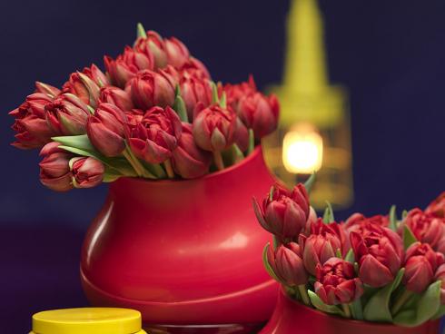 Bild TulpenZeit/ibulb: Genau wie bei ihren Schwestern gibt es bei den Gefüllten Tulpen eine grosse Farbvielfalt. Diese hier sorgen mit ihren zahlreichen Blütenblättern in einem leuchtenden Rot für einen Wow-Effekt. 