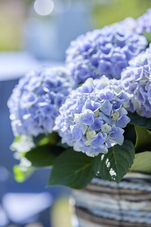 Bild Magical Hydrangea: Die Zimmerhortensie 'Magical Amethyst' ist zuerst hellblau, verfärbt sich nach und nach zartlila und blüht nach sechs Monaten schliesslich komplett Dunkelgrün.