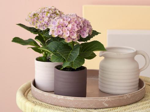 Bild Magical Hydrangea: Die kleinsten Hortensien entwickeln nur eine Blütendolde und sind ideal ist für Tischdekorationen im Wohnzimmer.