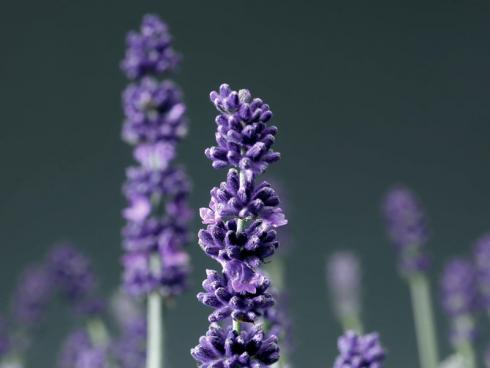 Bild Helix: Der Echte Lavendel ist die Arzneipflanze des Jahres 2020 - das entschied der interdisziplinäre Studienkreis Entwicklungsgeschichte Arzneipflanzenkunde.