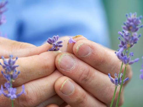 Bild Helix: Die Blüten des Lavendel duften herrlich und wirken sich aufgrund der Kombination von ätherischem Lavendelöl, Flavonoiden, Cumarinen und Gerbstoffen positiv auf den Körper aus.