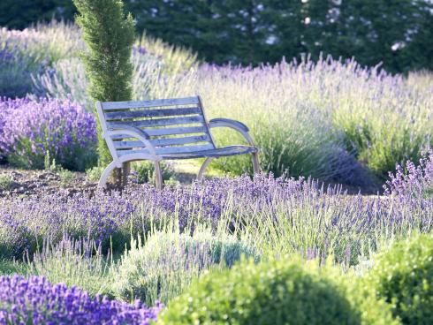 Bild Helix: Wenn im Sommer die Sonne auf die Blüten des Lavendels scheint, verbreitet sich das typische Lavendelaroma und sorgt für Entspannung.